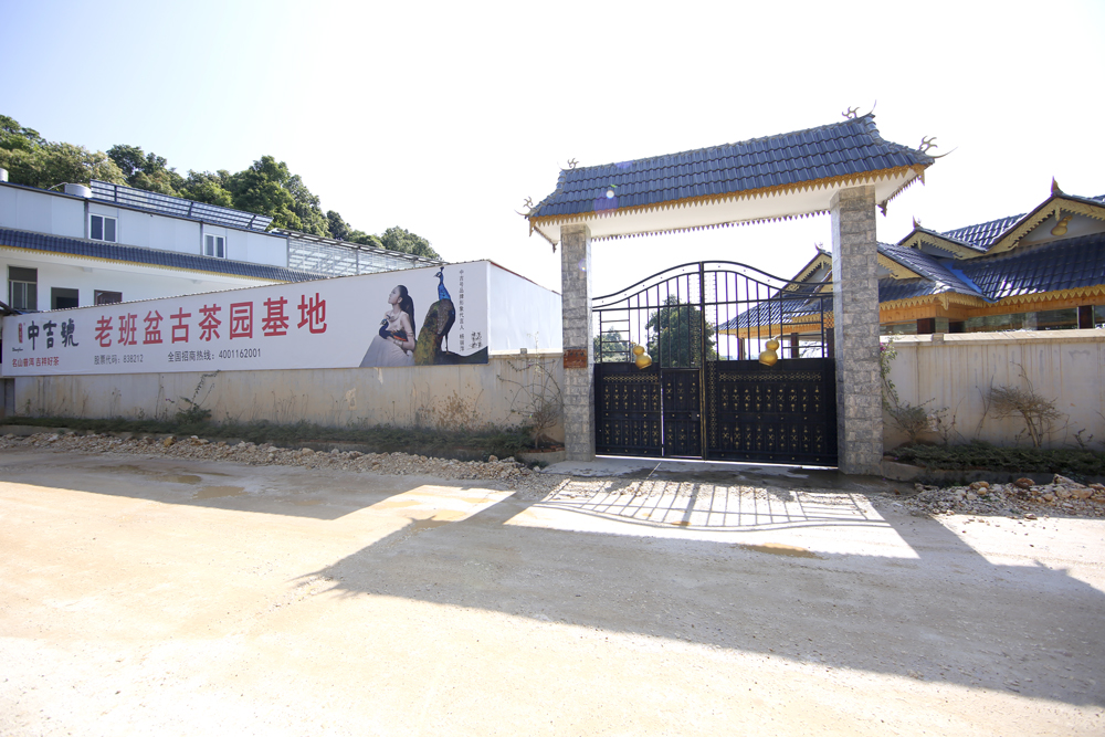 中吉號老班盆古茶園基地 中吉號老班盆古茶園基地